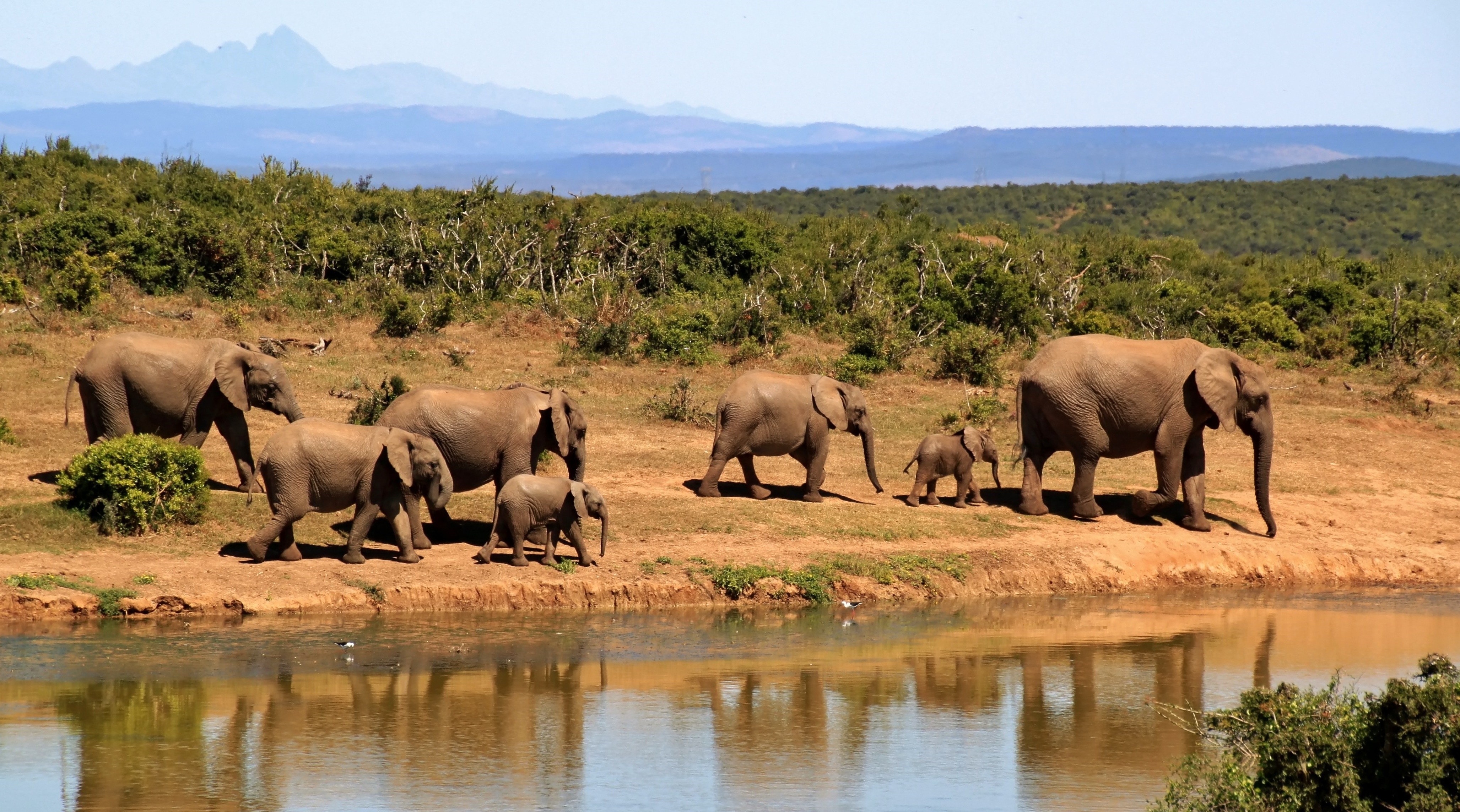 elephants-279505.jpg elephants-279505.jpg
